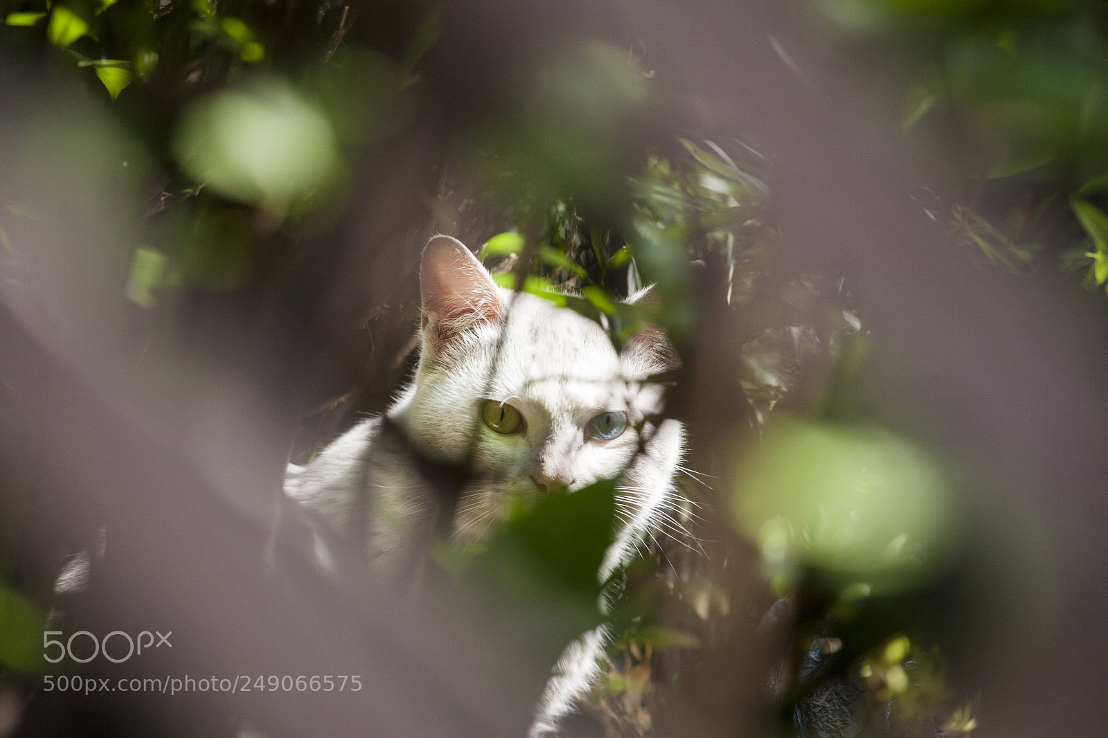 Canon EOS 5D sample photo. Cat photography