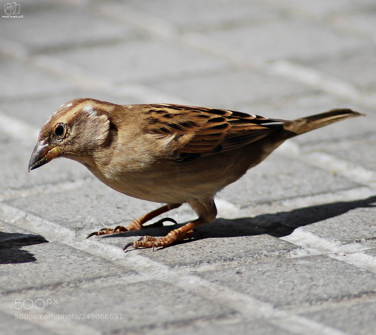 Nikon D60 sample photo. Untitled photography