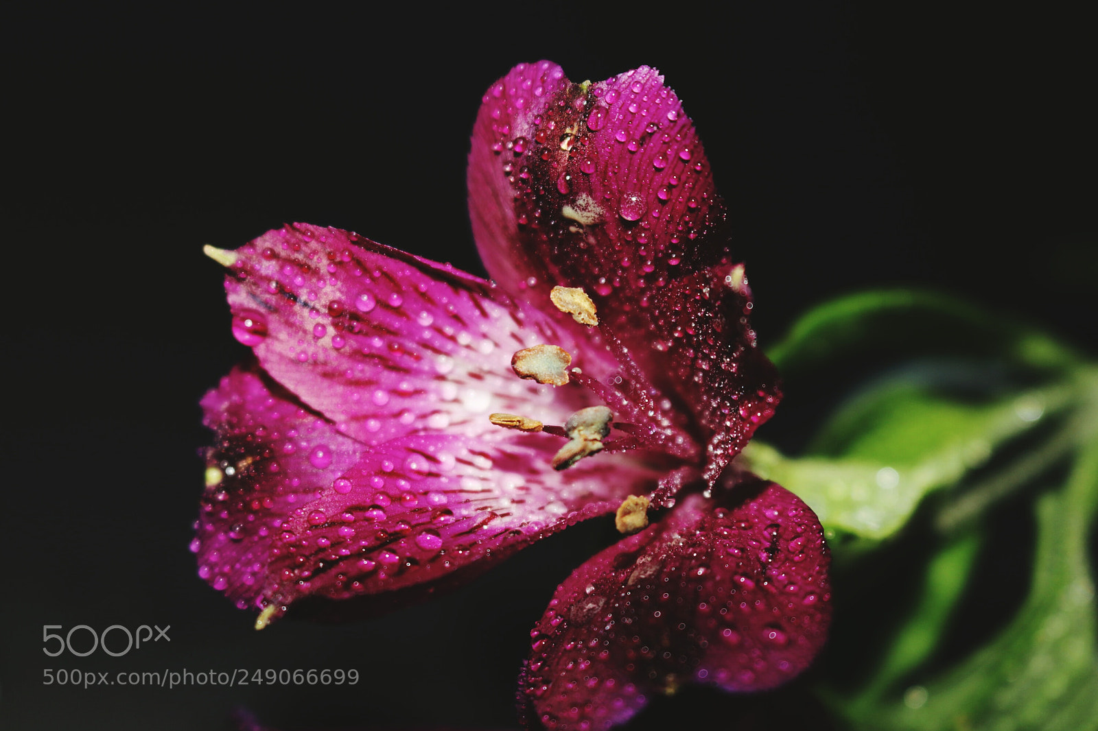 Canon EOS 80D sample photo. Flower photography