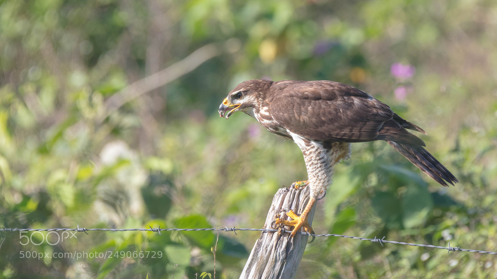 Canon EOS 5DS sample photo. Great black hawk photography