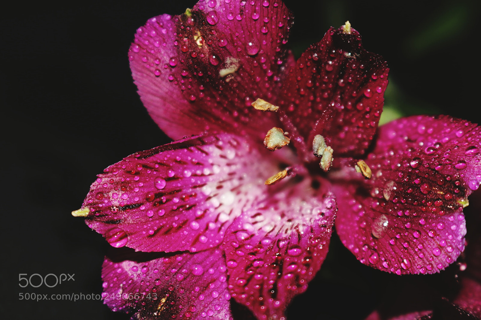 Canon EOS 80D sample photo. Flower photography