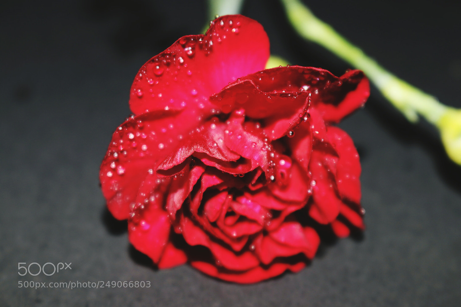Canon EOS 80D sample photo. Flower photography