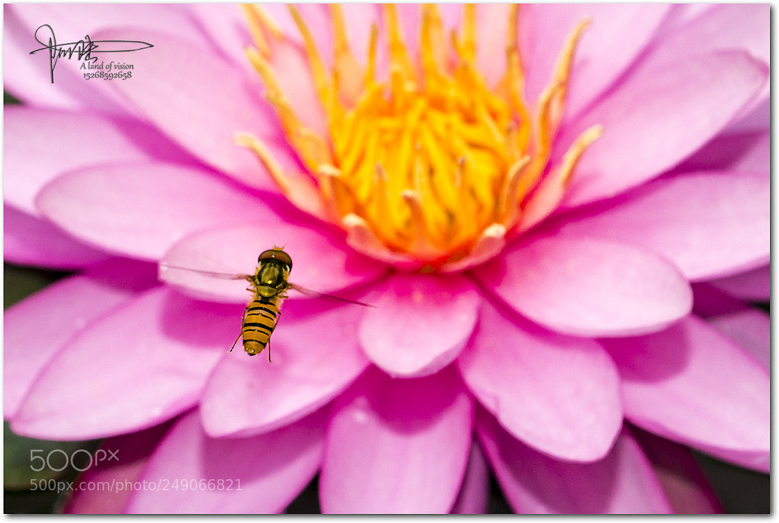 Nikon D800 sample photo. 飞翔的食蚜蝇 photography