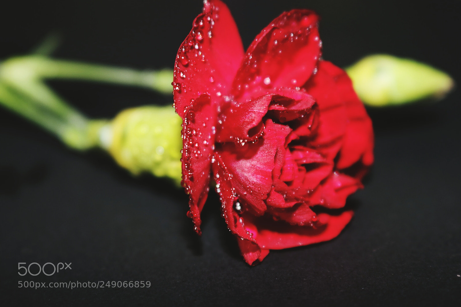Canon EOS 80D sample photo. Flower photography