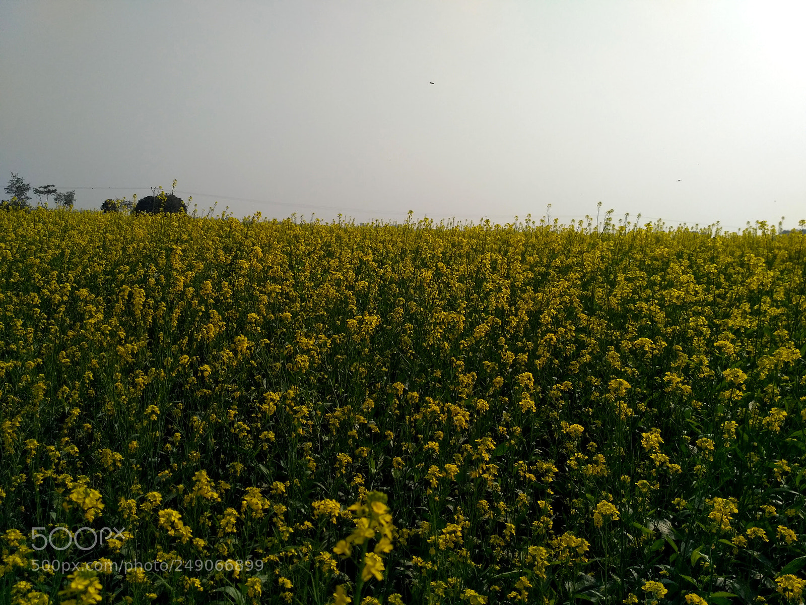 Xiaomi Redmi 3S sample photo. 3.jpg photography