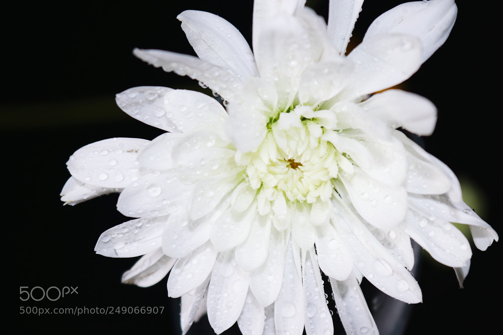 Canon EOS 80D sample photo. Flower photography