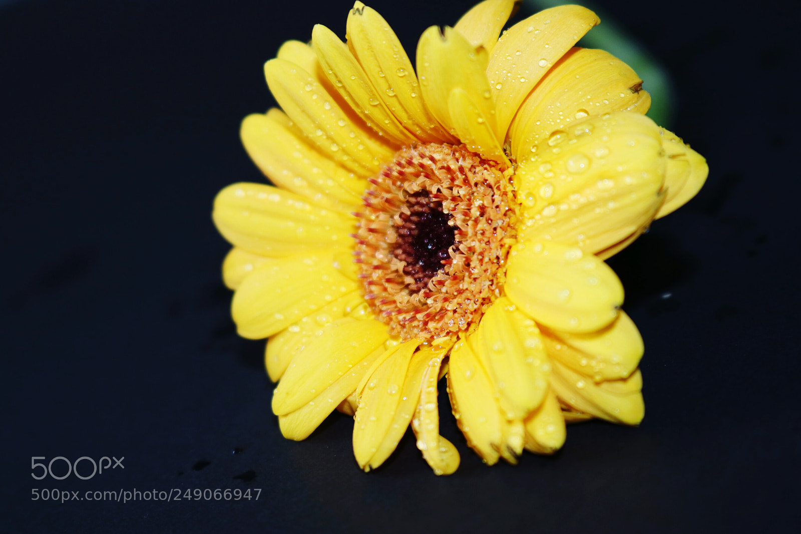 Canon EOS 80D sample photo. Flower photography