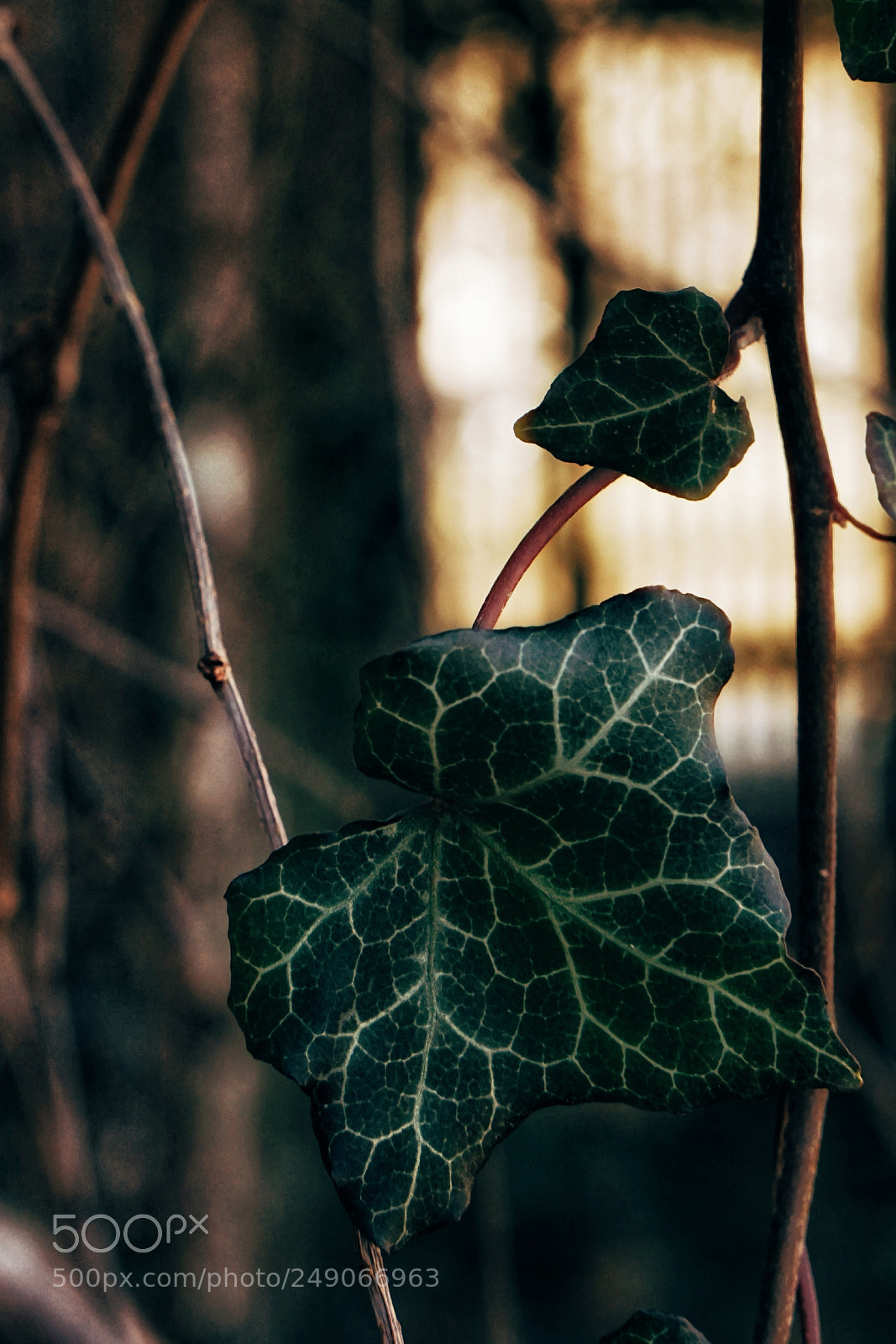 Sony a6000 sample photo. Leaf photography