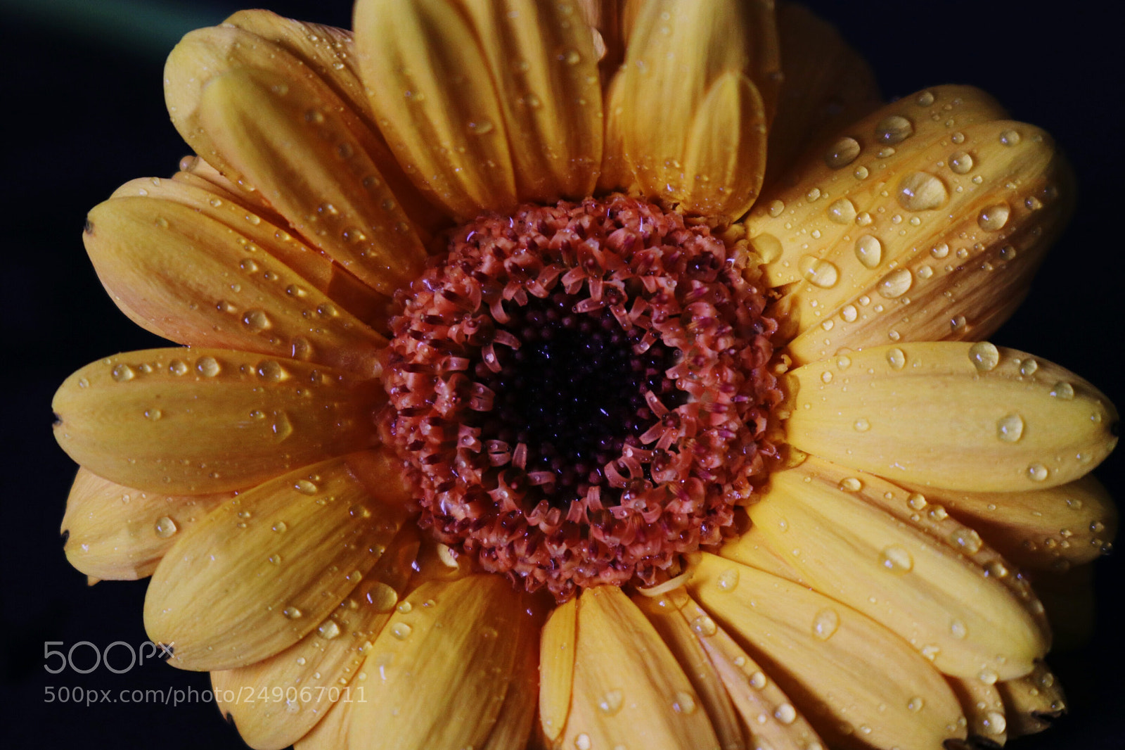 Canon EOS 80D sample photo. Flower photography