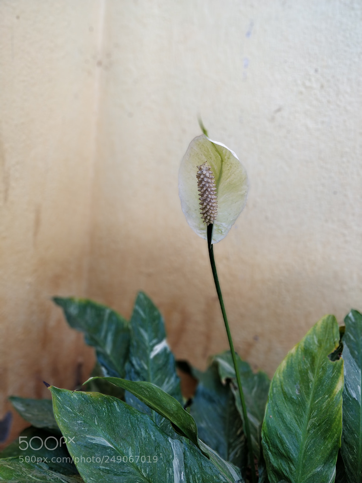 OnePlus 5T sample photo. Flowers white photography