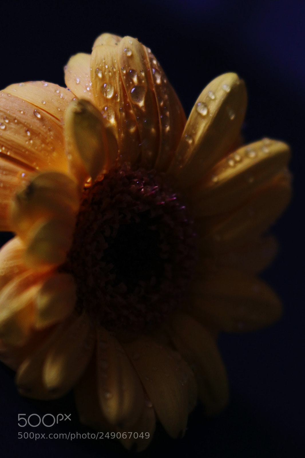 Canon EOS 80D sample photo. Flower photography