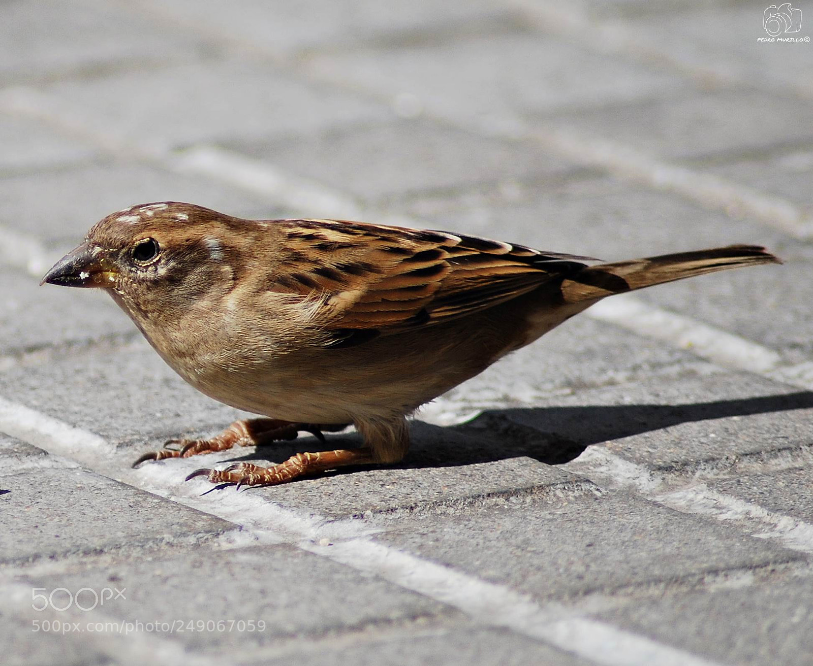 Nikon D60 sample photo. Untitled photography