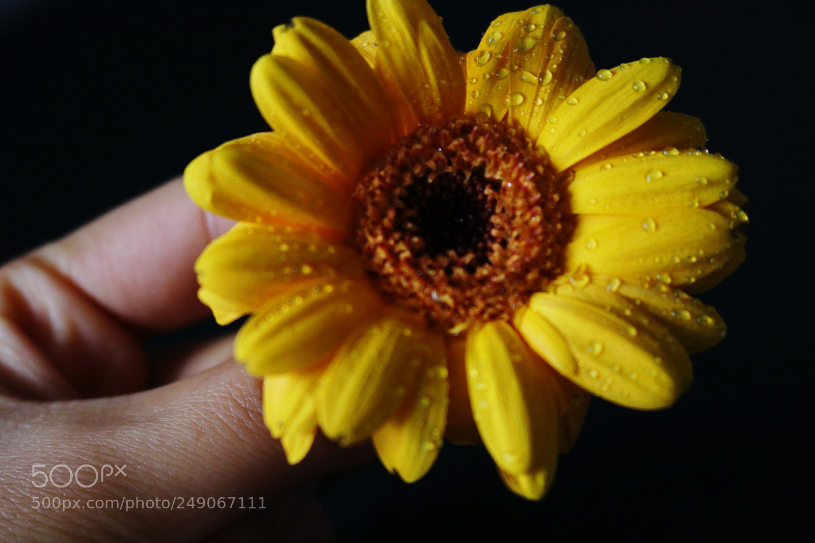 Canon EOS 80D sample photo. Flower photography