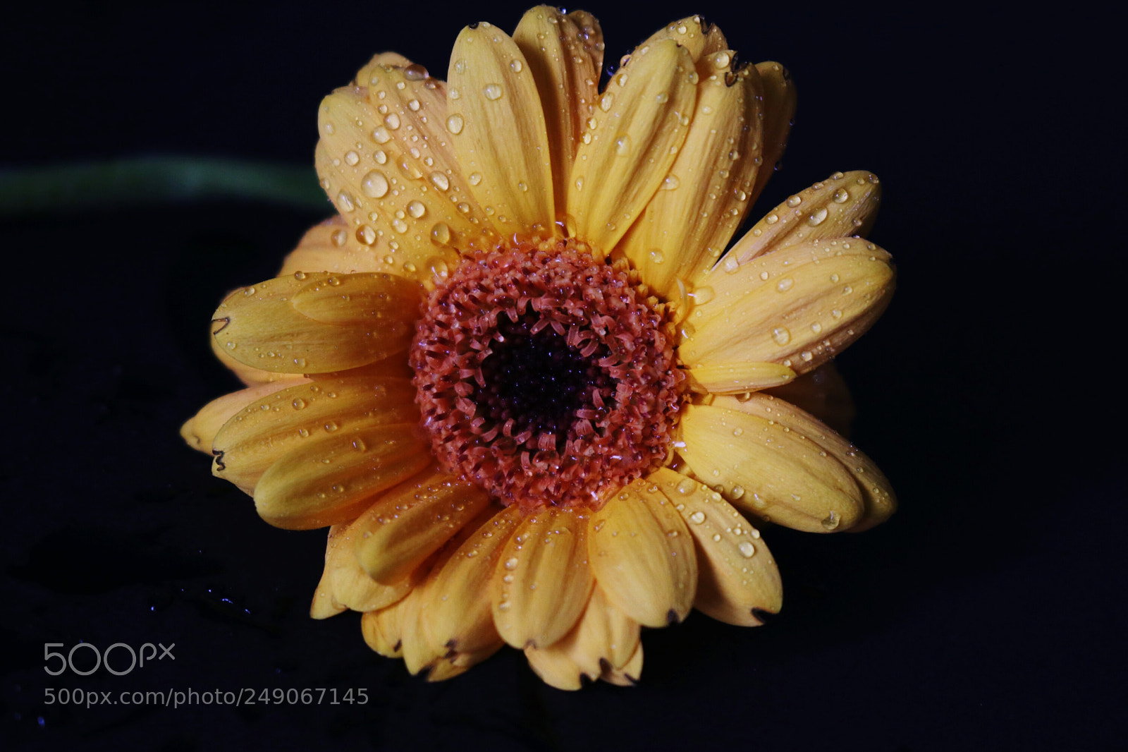 Canon EOS 80D sample photo. Flower photography