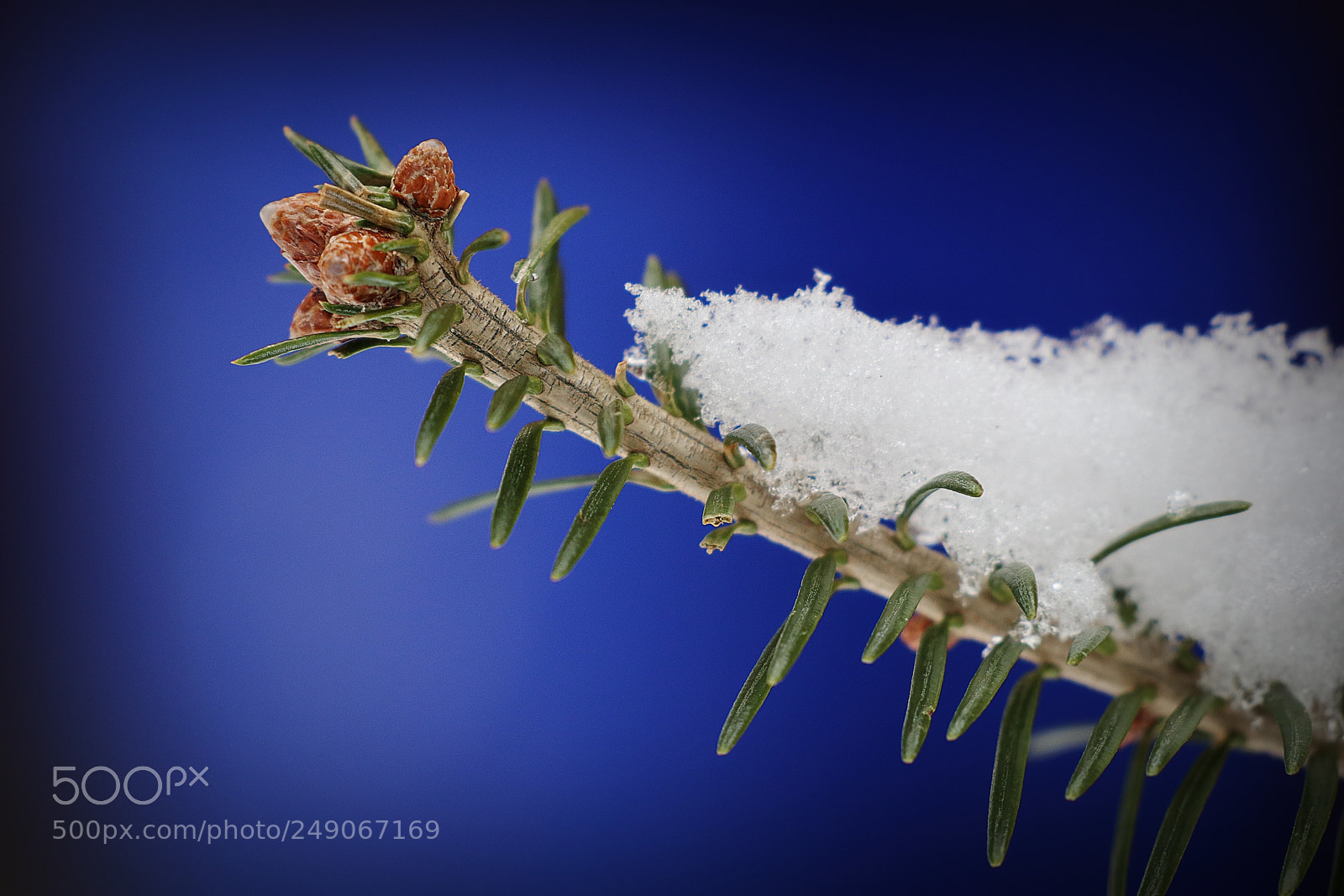 Canon EOS M5 sample photo. Nature closeup photography