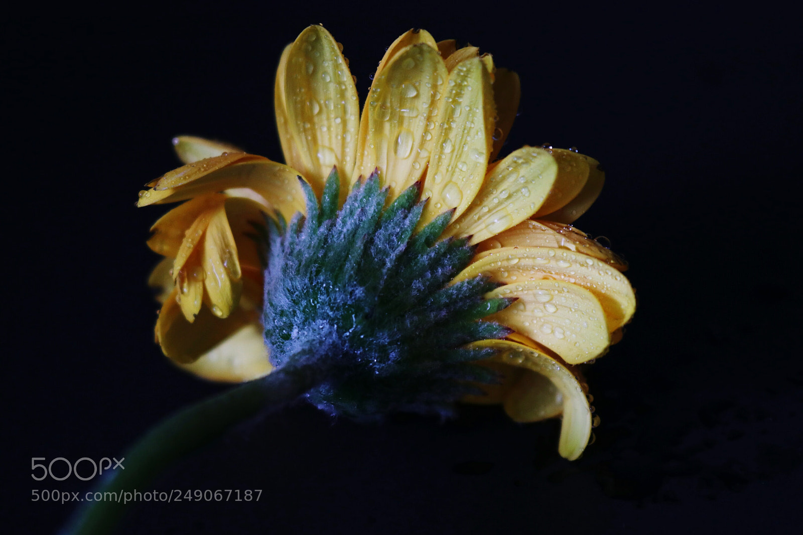 Canon EOS 80D sample photo. Flower photography
