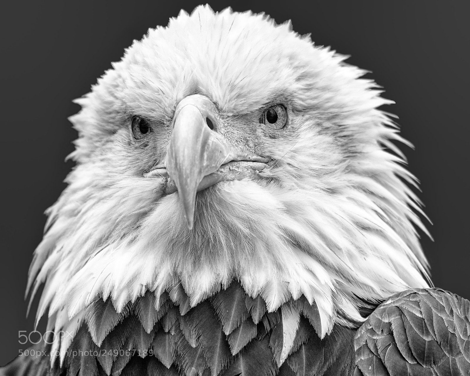 Nikon D810 sample photo. You looking at me? photography