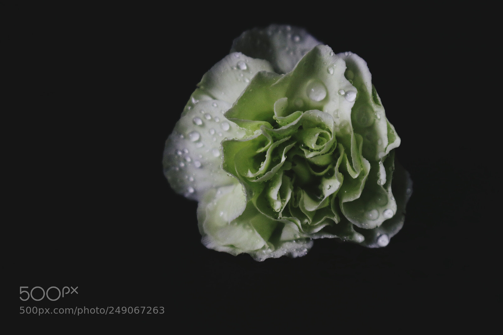 Canon EOS 80D sample photo. Flower photography