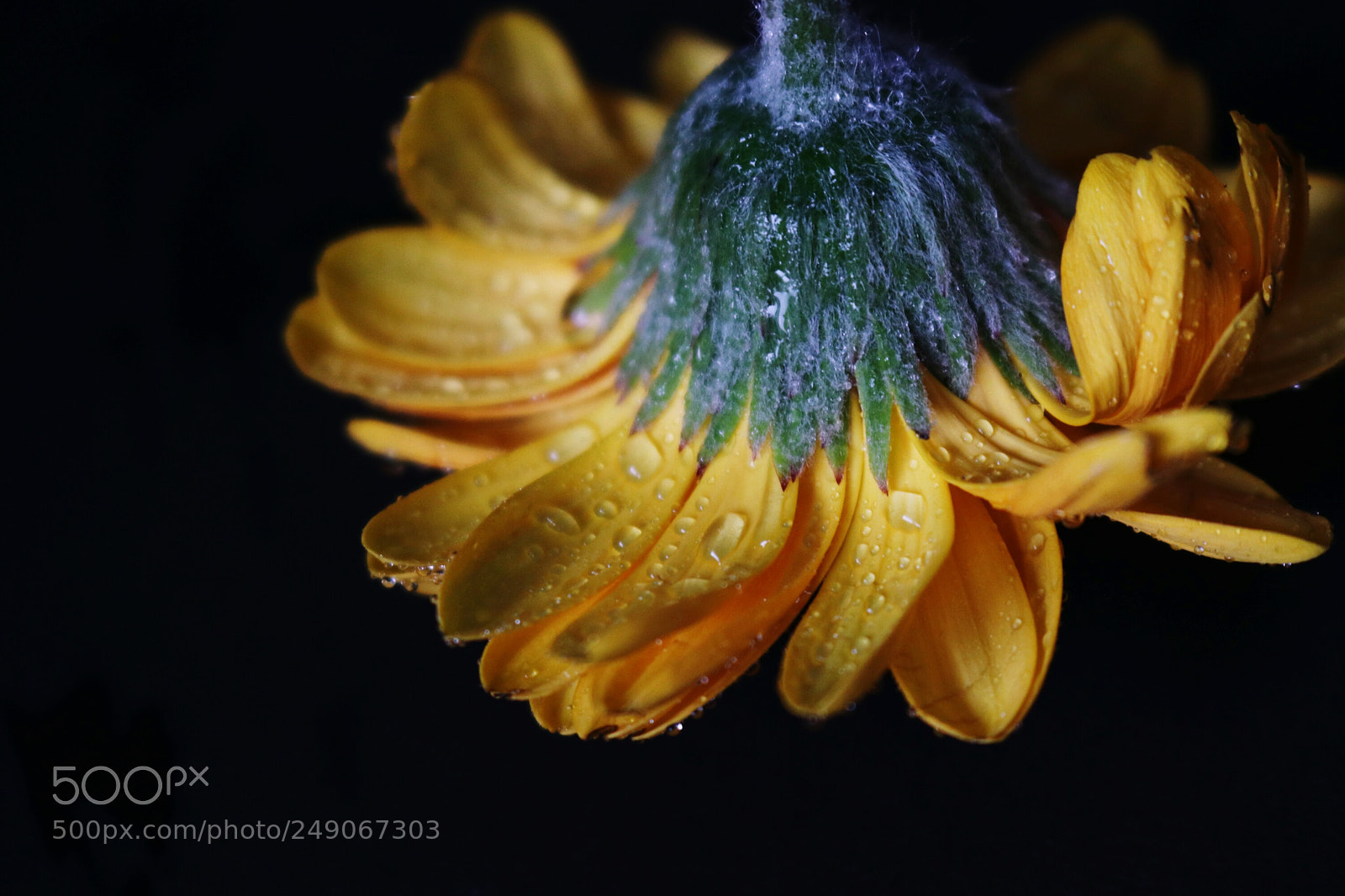 Canon EOS 80D sample photo. Flower photography