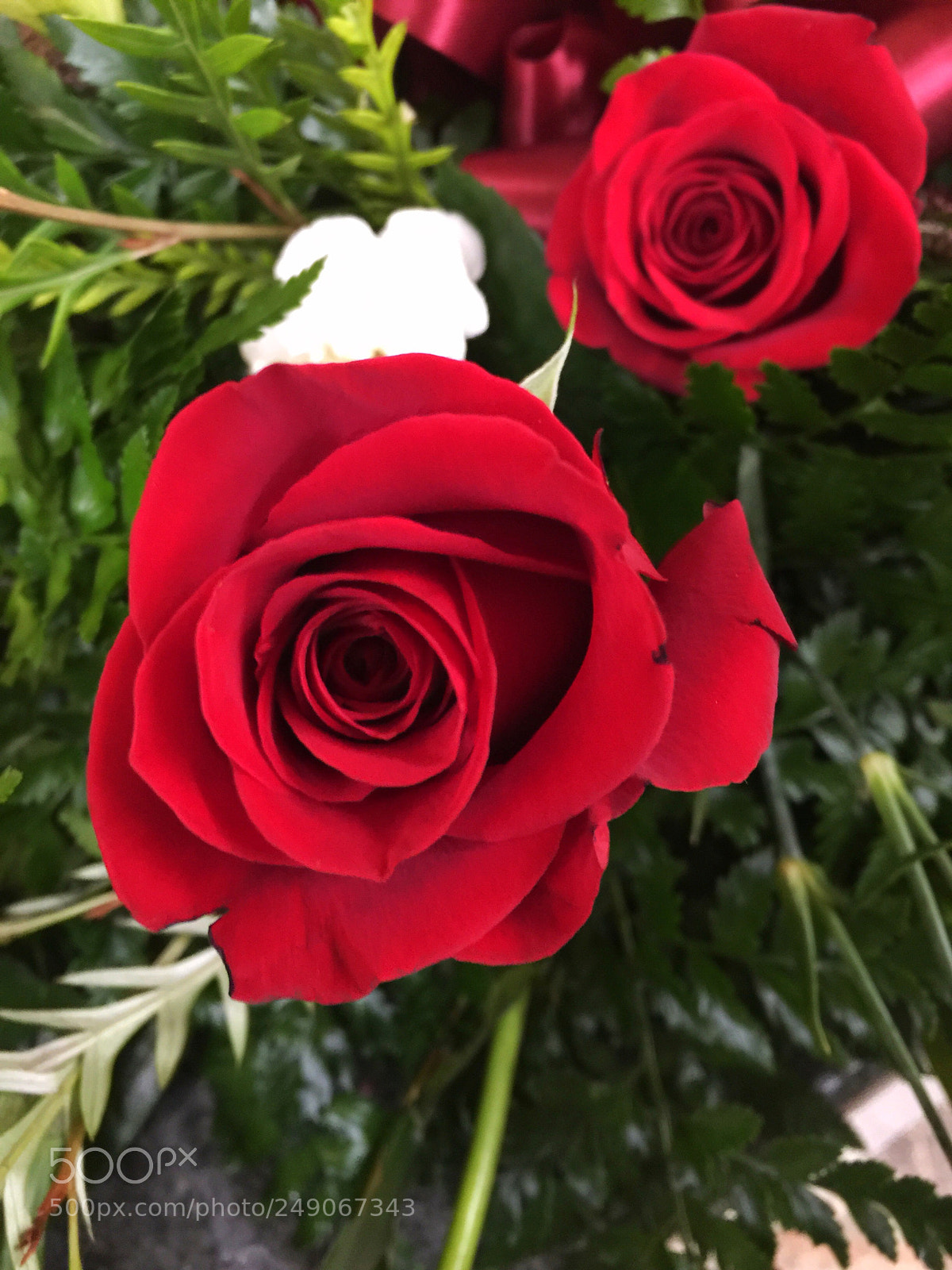 Apple iPhone 6 Plus sample photo. Today’s flower ? photography