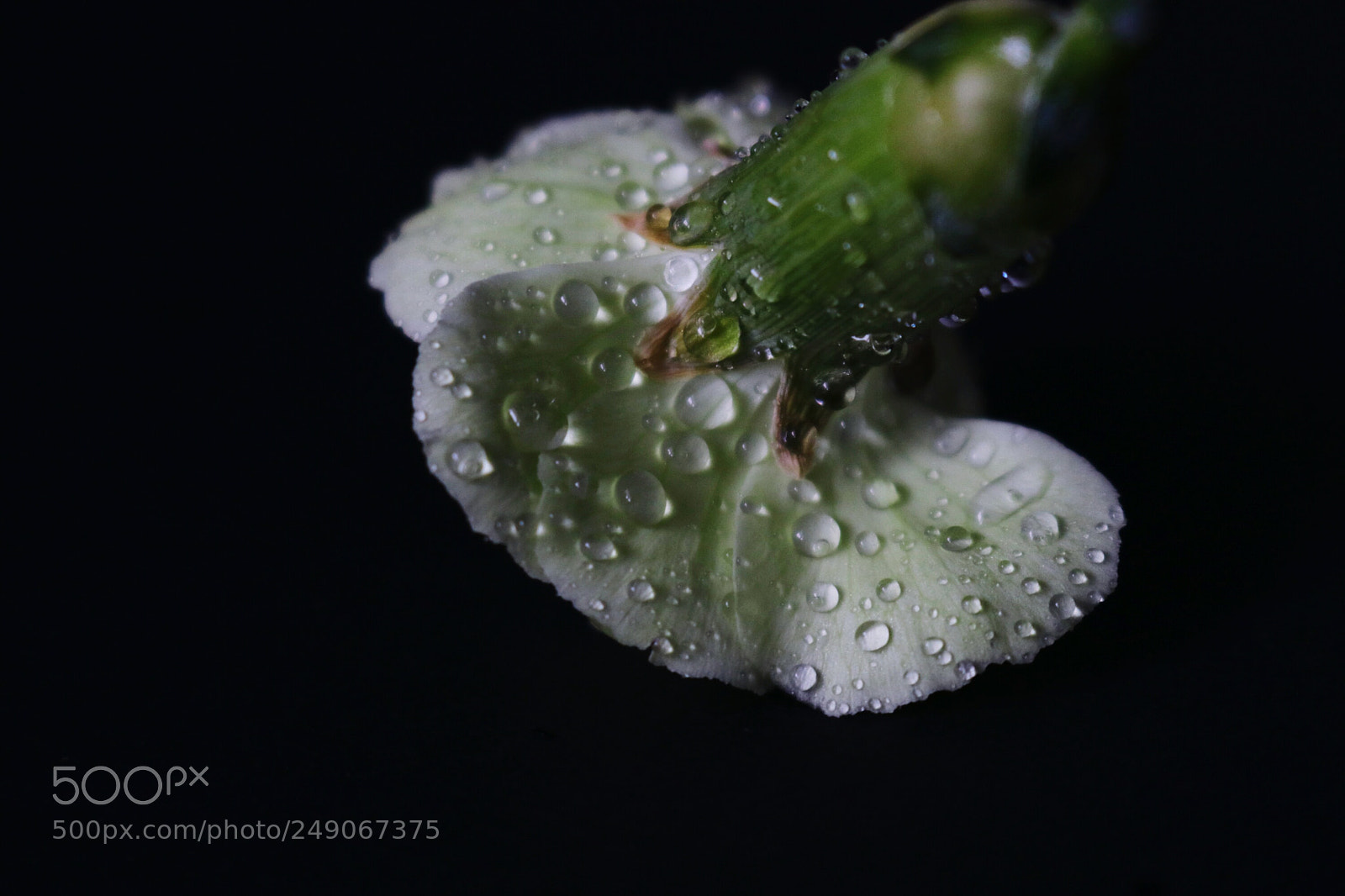 Canon EOS 80D sample photo. Flower photography