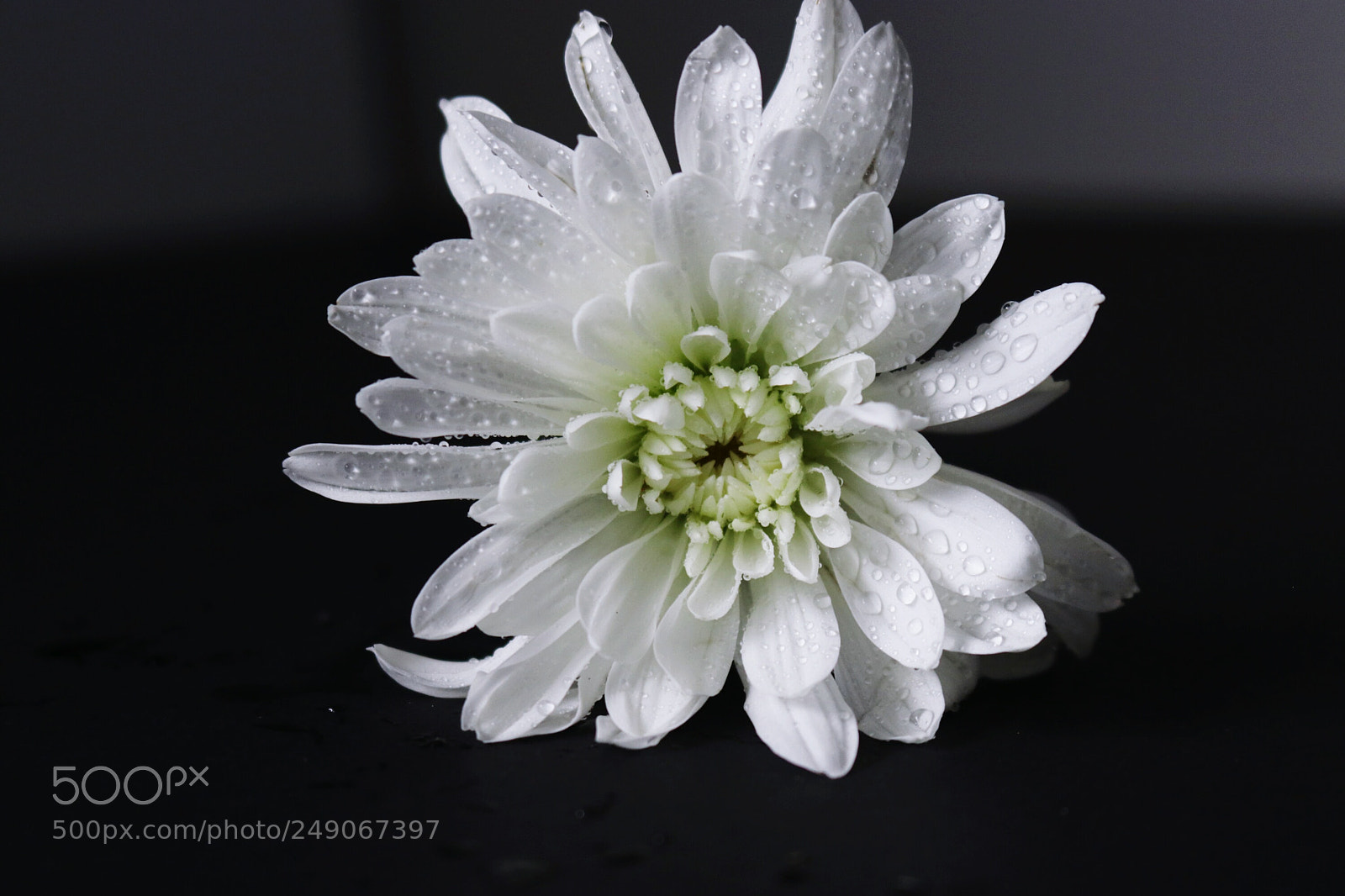 Canon EOS 80D sample photo. Flower photography