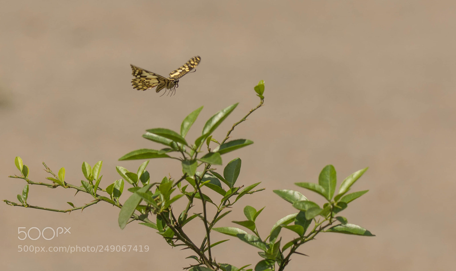 Nikon D7100 sample photo. Butterfly photography