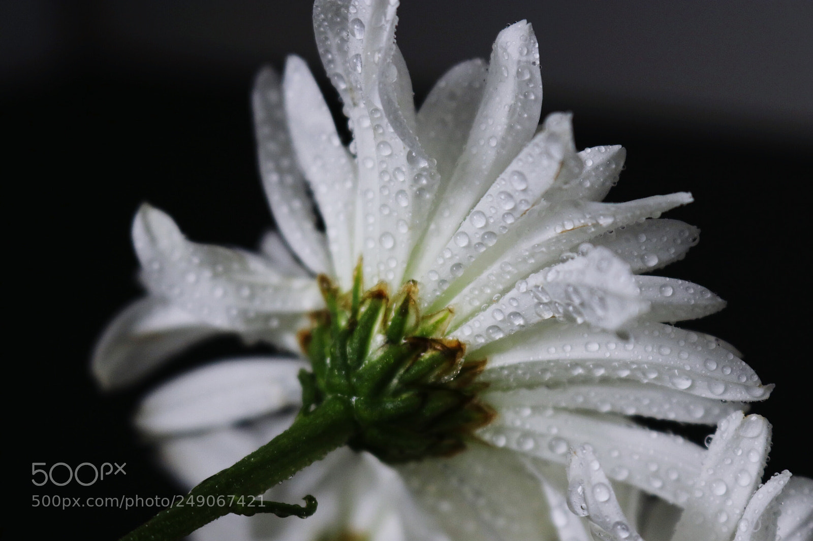 Canon EOS 80D sample photo. Flower photography
