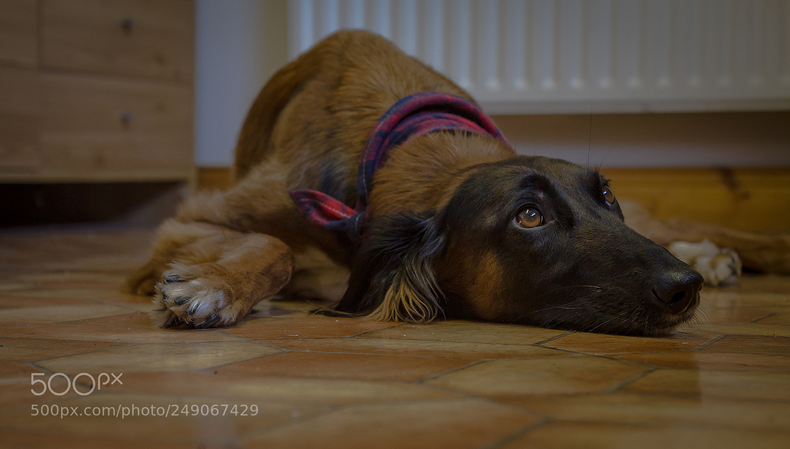 Canon EOS 550D (EOS Rebel T2i / EOS Kiss X4) sample photo. Harley the saluki photography