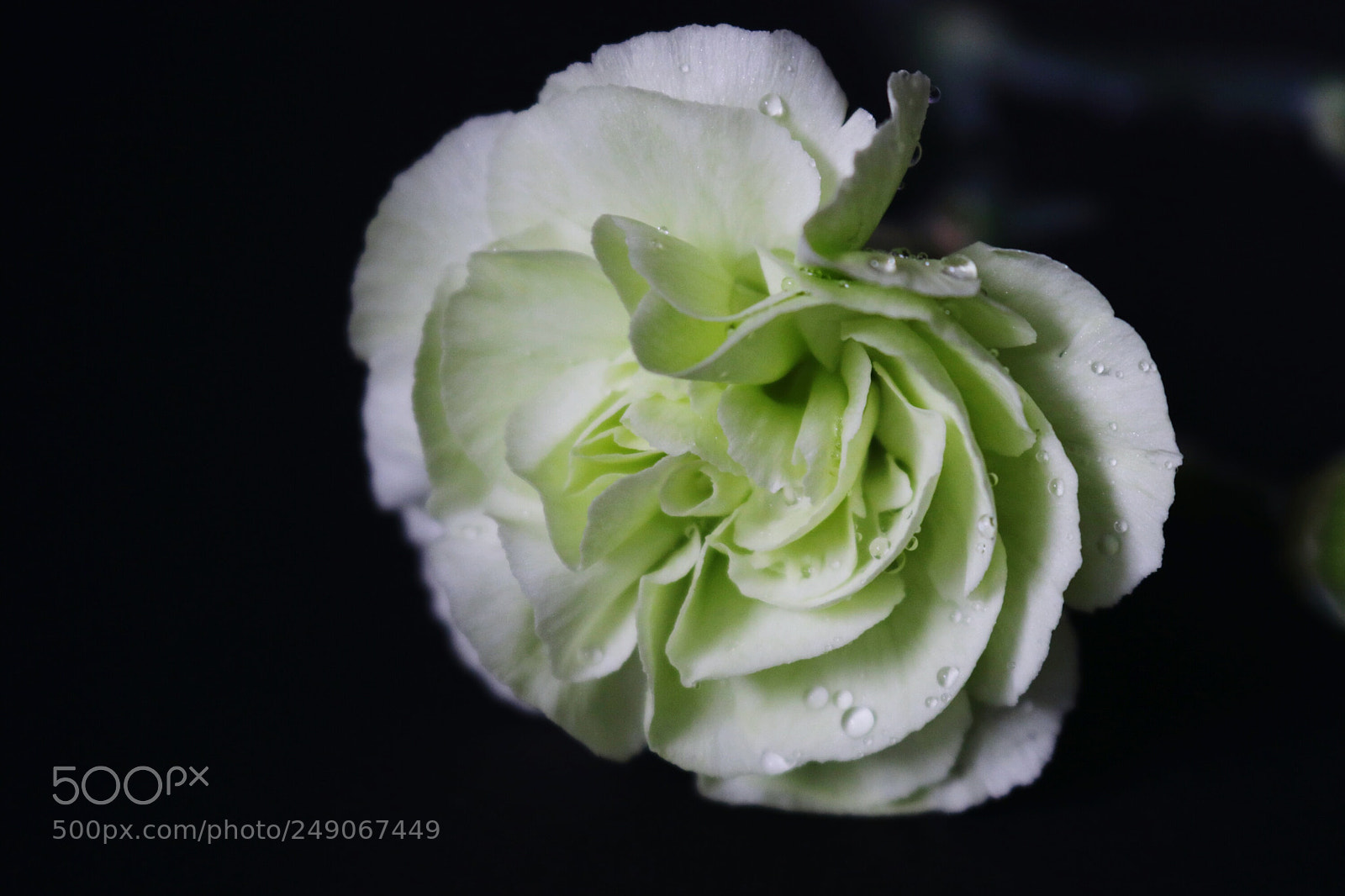 Canon EOS 80D sample photo. Flower photography