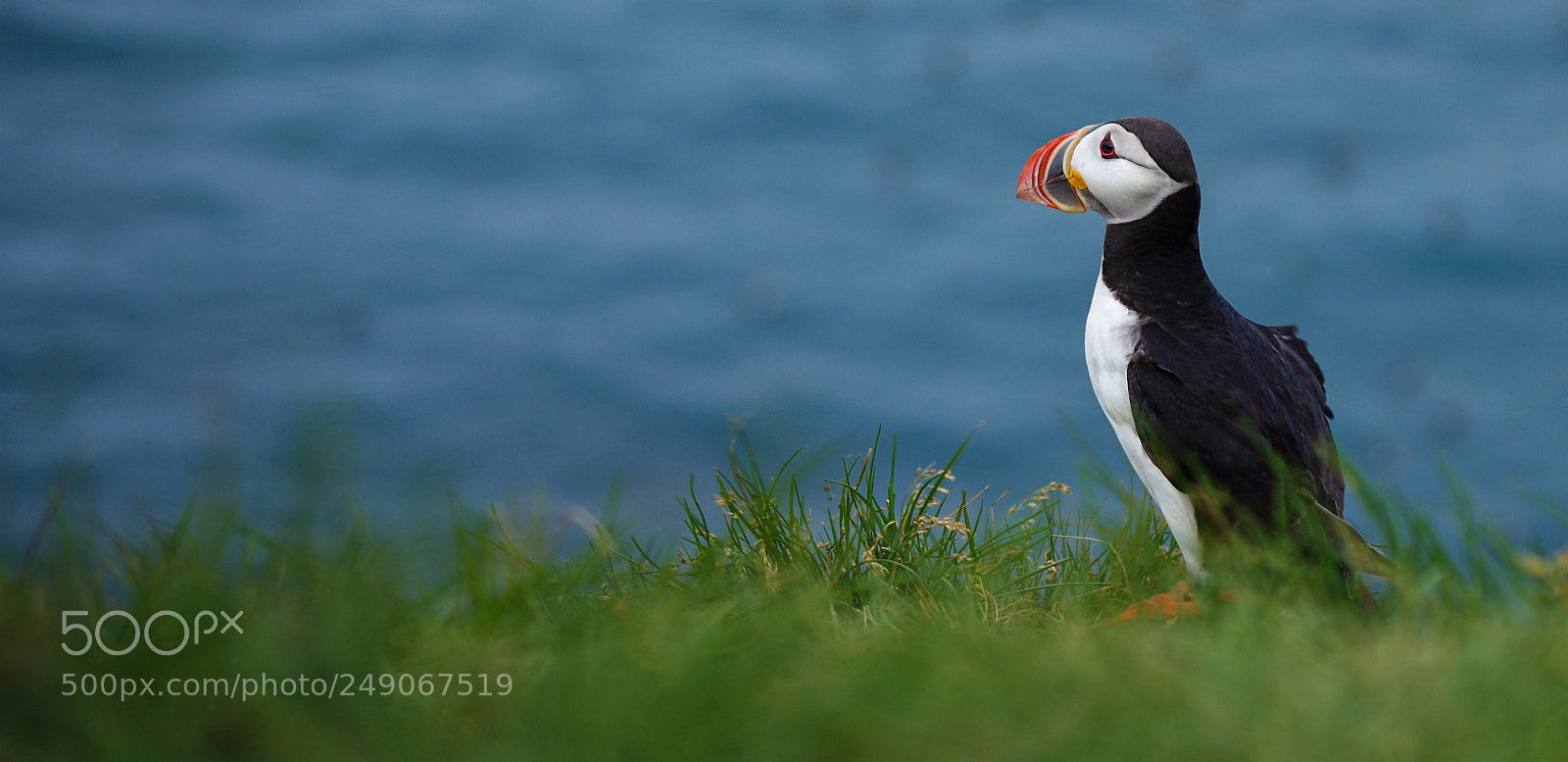 Pentax K-500 sample photo. Puffin photography