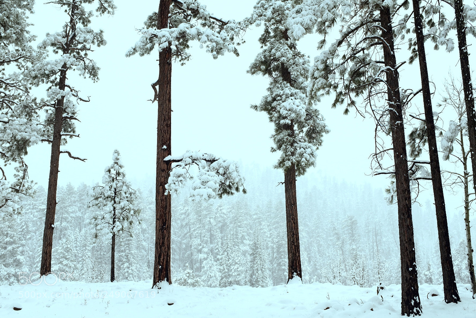 Fujifilm X100F sample photo. Forest for the trees photography