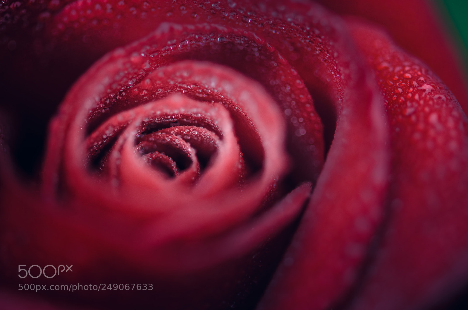 Nikon D7000 sample photo. Rose photography