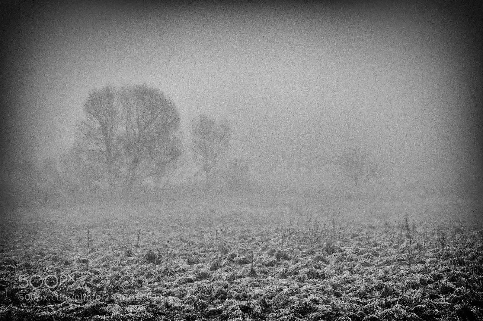 Fujifilm X-T2 sample photo. Misty tree photography