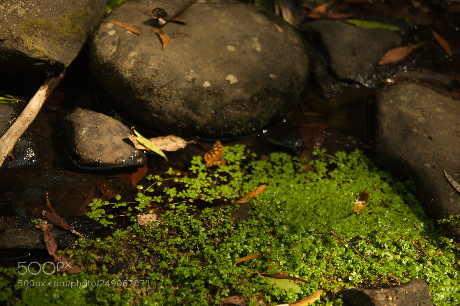 Nikon D90 sample photo. Erskine falls photography