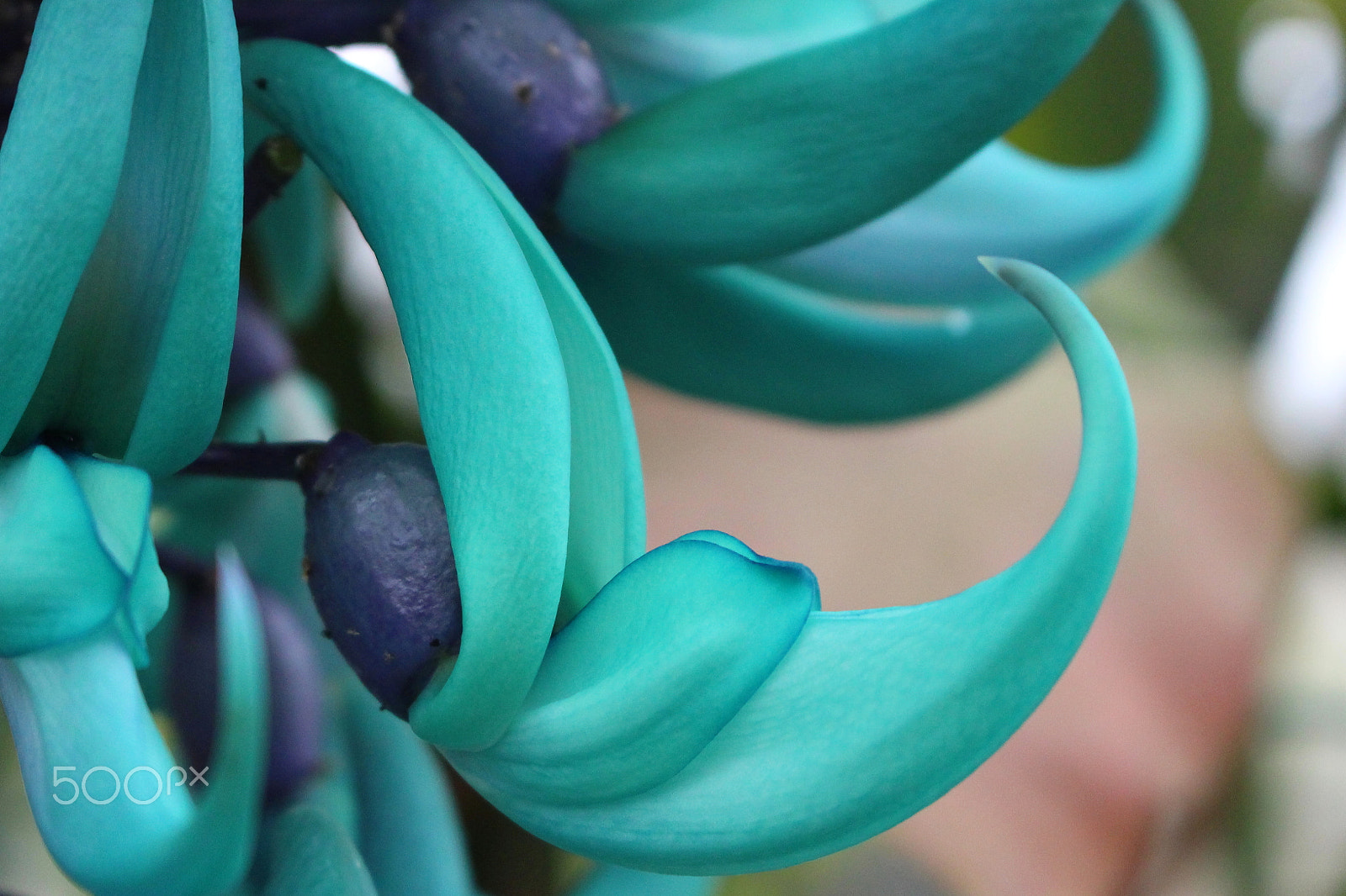 Canon EOS 100D (EOS Rebel SL1 / EOS Kiss X7) sample photo. Jade vine photography