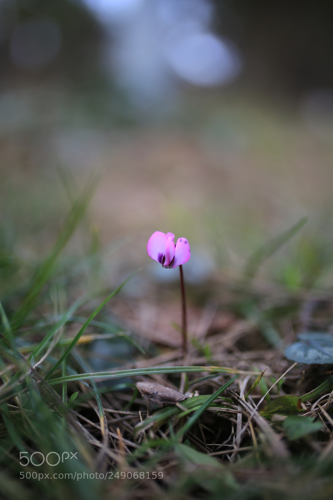 Sigma 35mm F1.4 DG HSM Art sample photo. Cyclamen photography