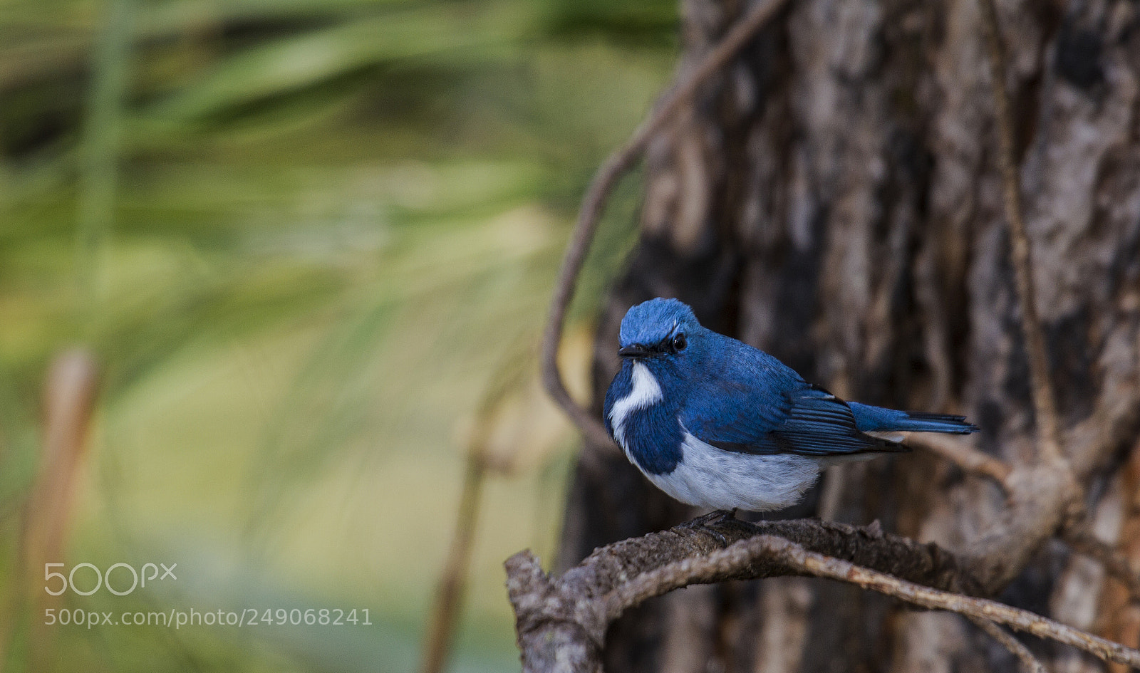 Canon EOS 7D sample photo. Ultramarine flycatcher photography