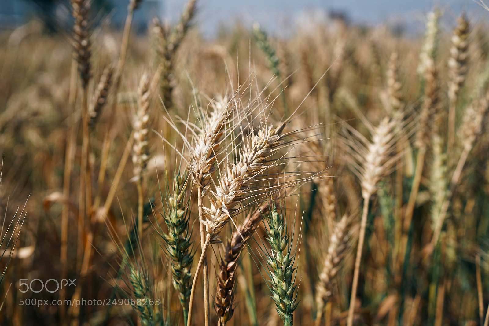 Sony a7R II sample photo. Wheat photography