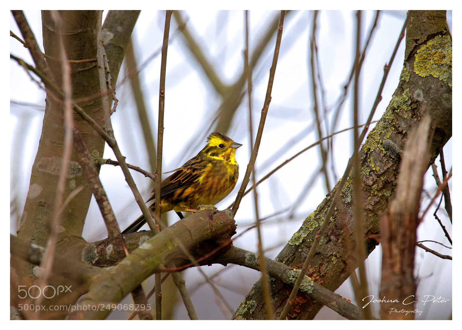 Canon EOS 6D Mark II sample photo. Yellow warbler photography