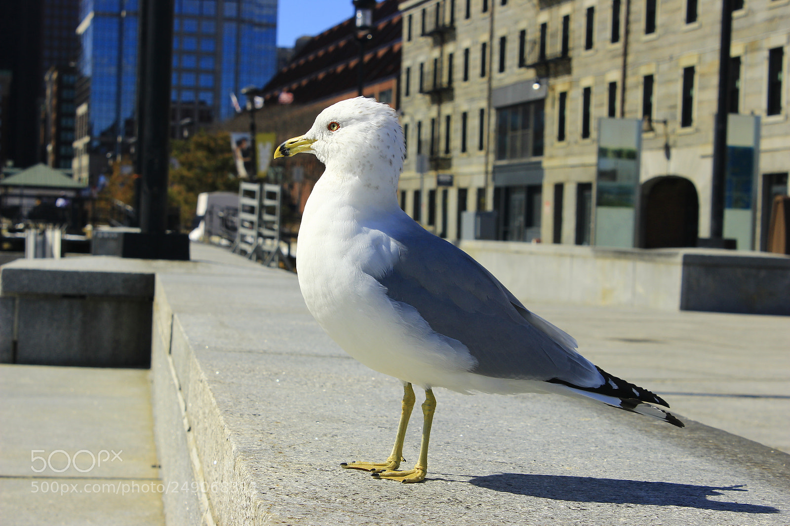 Canon EOS 600D (Rebel EOS T3i / EOS Kiss X5) sample photo. Seagull photography