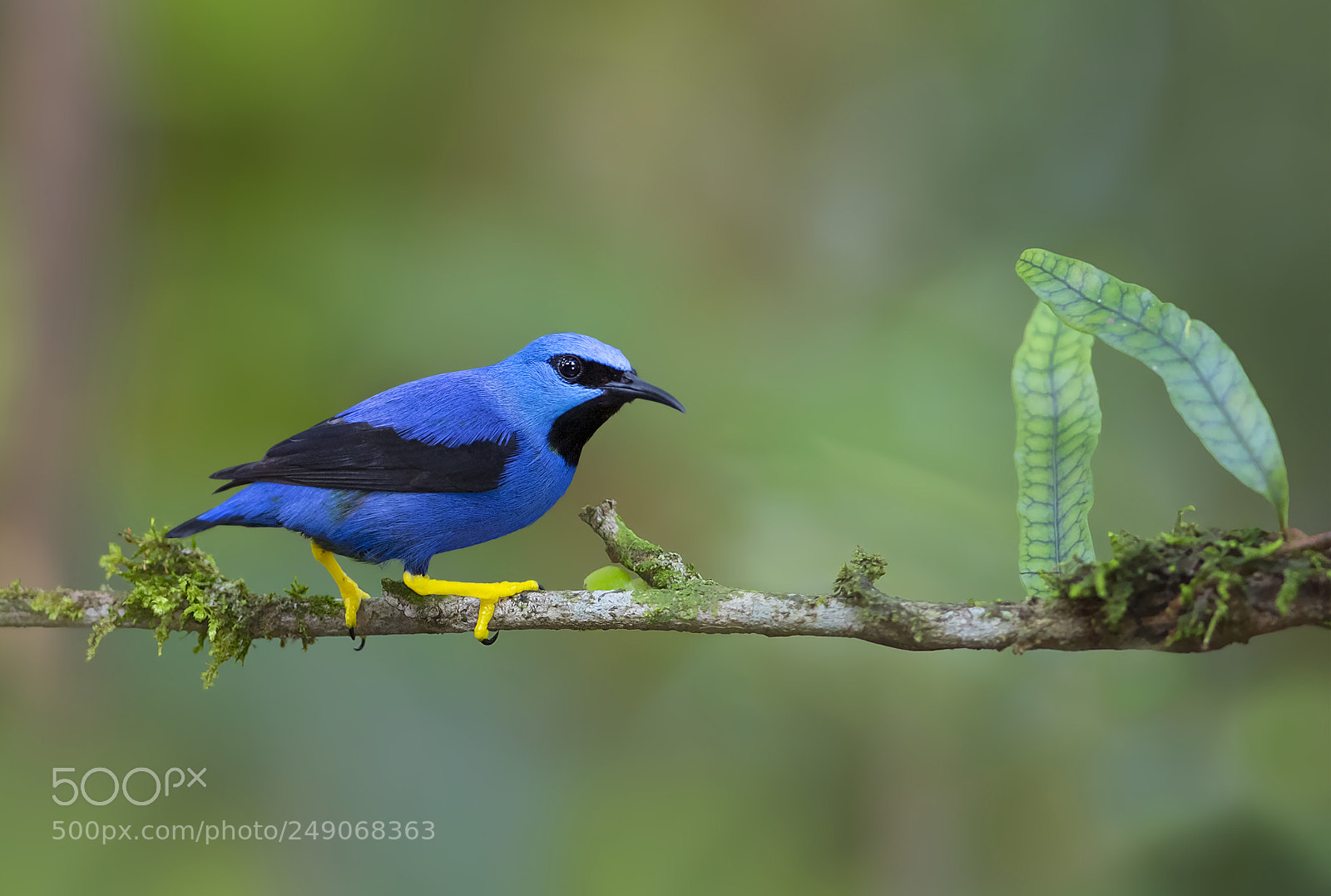 Canon EOS 7D Mark II sample photo. Shining honeycreeper male costa photography