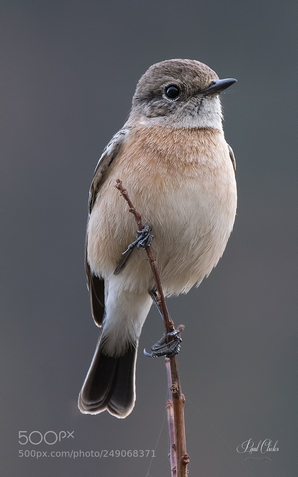 Nikon D500 sample photo. The siberian stonechat photography