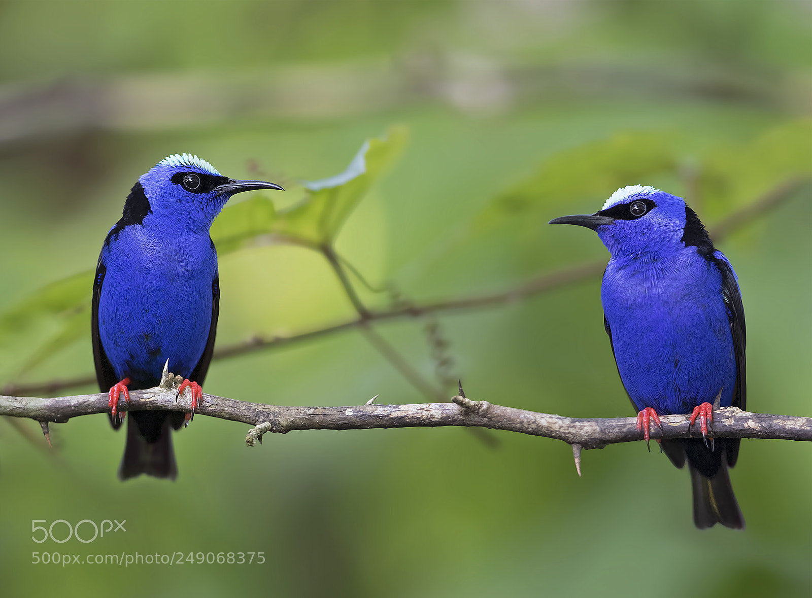 Canon EOS 7D Mark II sample photo. Red legged honeycreepers costa photography