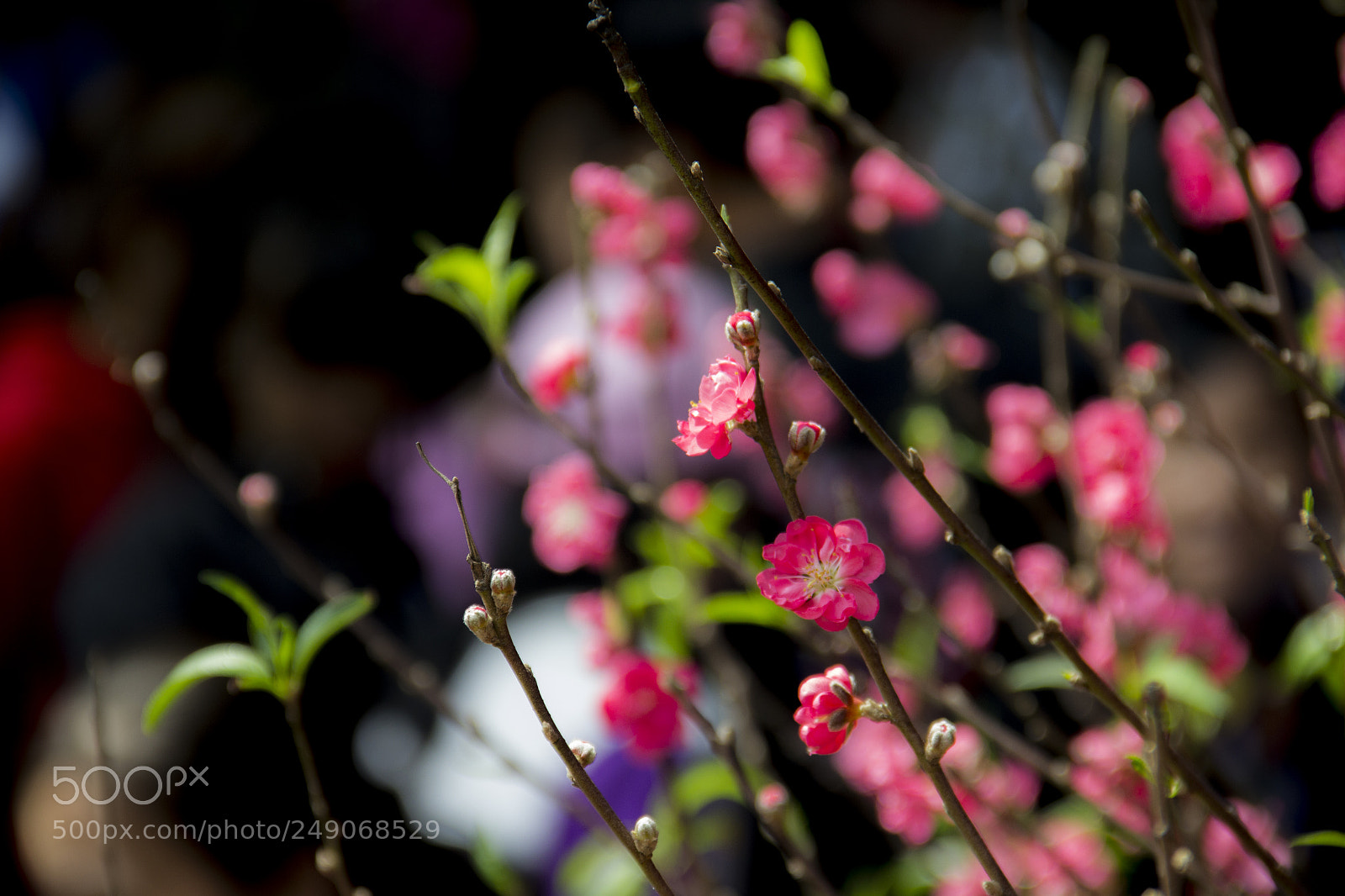 Canon EOS 600D (Rebel EOS T3i / EOS Kiss X5) sample photo. Vietnam's tet photography
