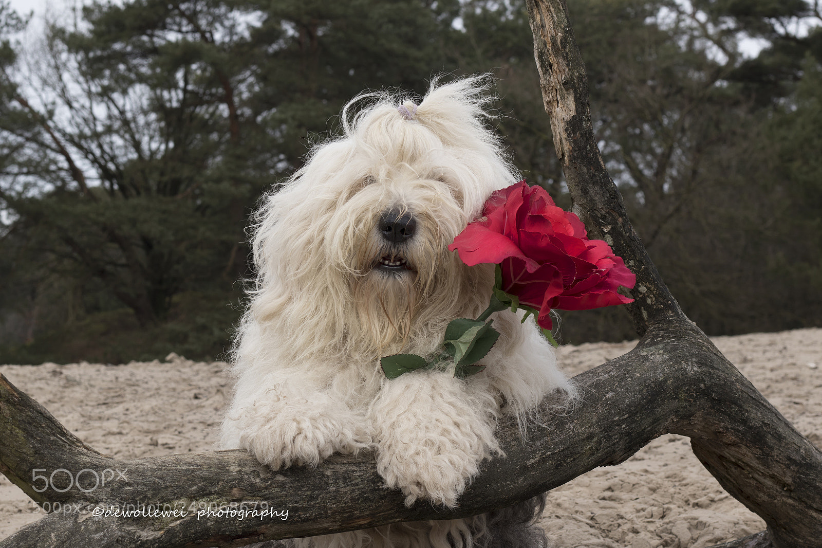 Canon EOS 7D Mark II sample photo. Buy me a rose... photography