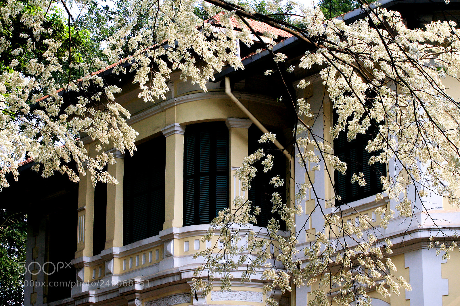 Canon EOS 30D sample photo. White flowers in spring photography