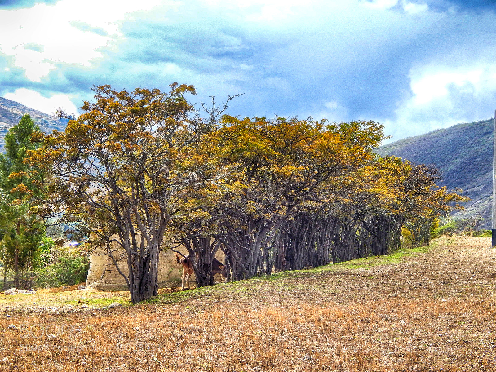 Nikon Coolpix L820 sample photo. Floresta. photography