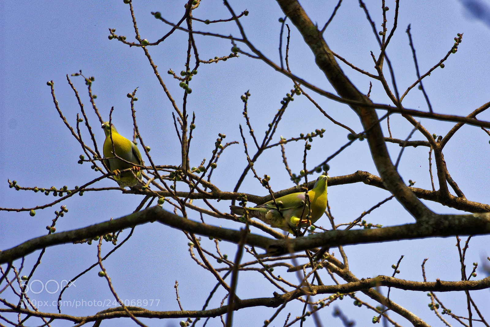 Nikon D7200 sample photo. Bird in habitat photography