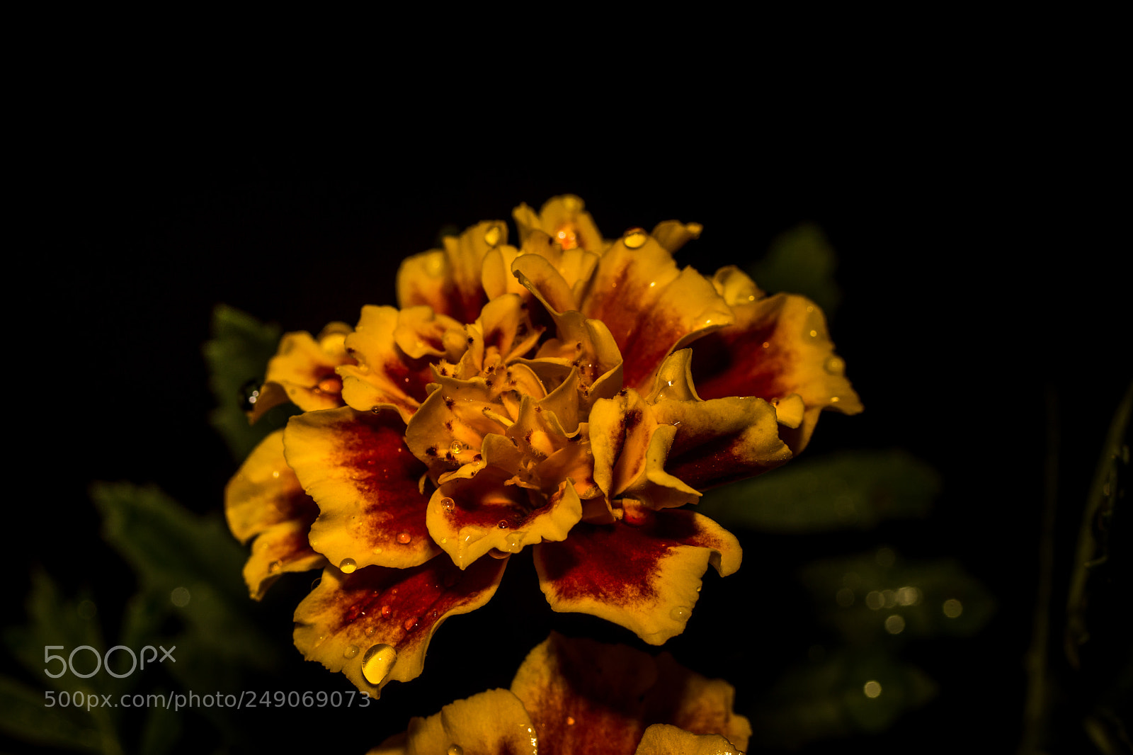 Sony SLT-A99V sample photo. Marigold photography